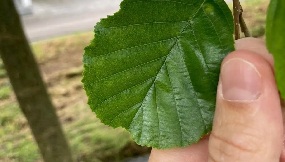 Bacherle | © DAV Lahr