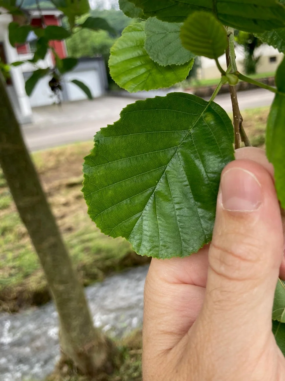 Bacherle | © DAV Lahr