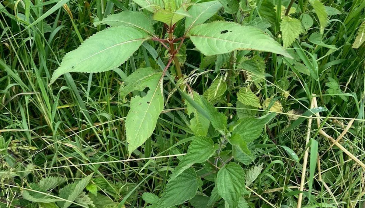 Indisches Springkraut | © DAV Lahr