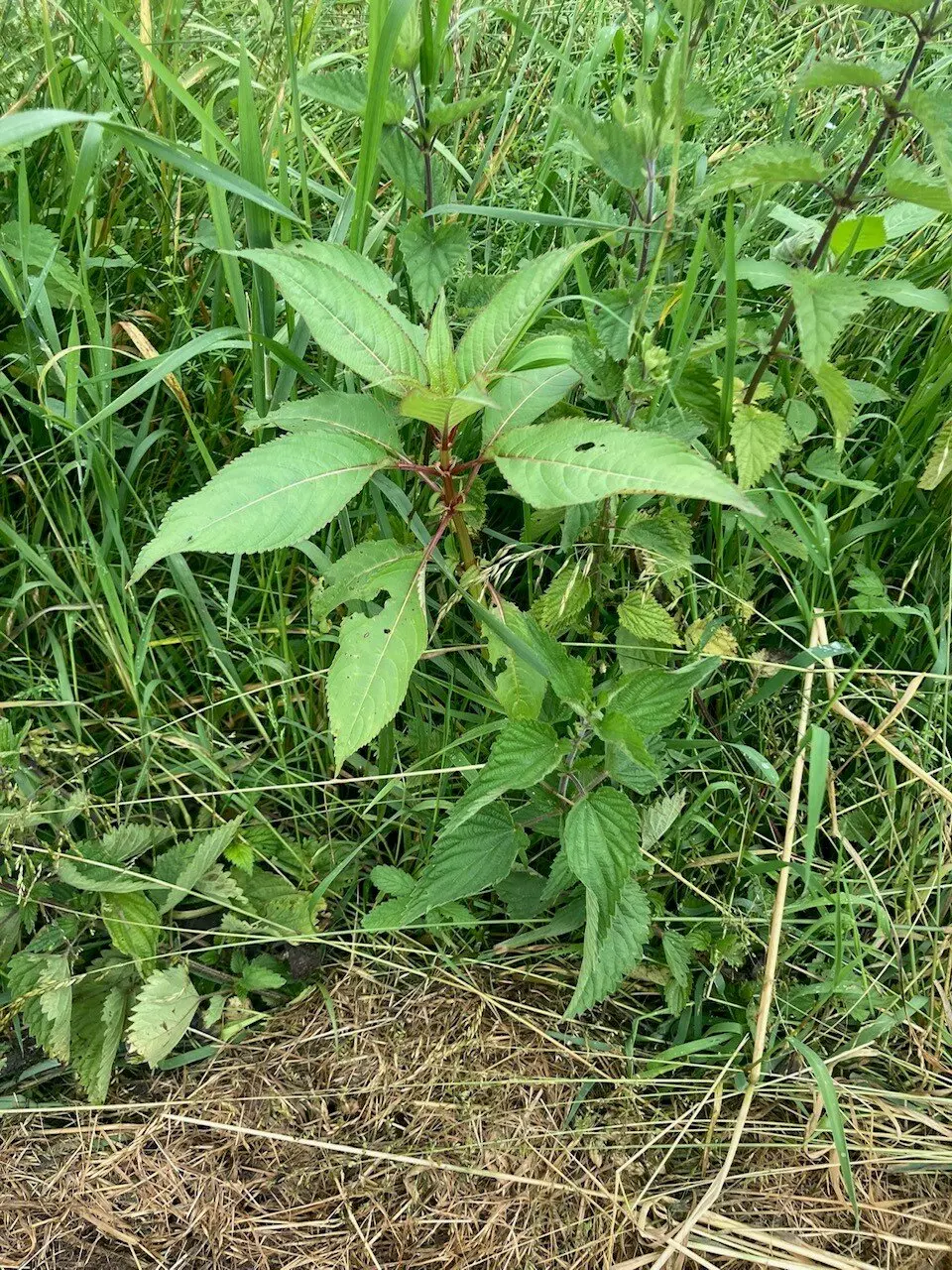 Indisches Springkraut | © DAV Lahr