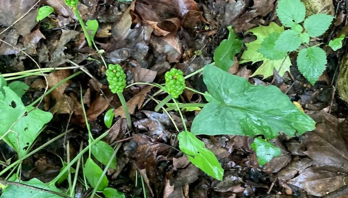 Aronstab | © DAV Lahr