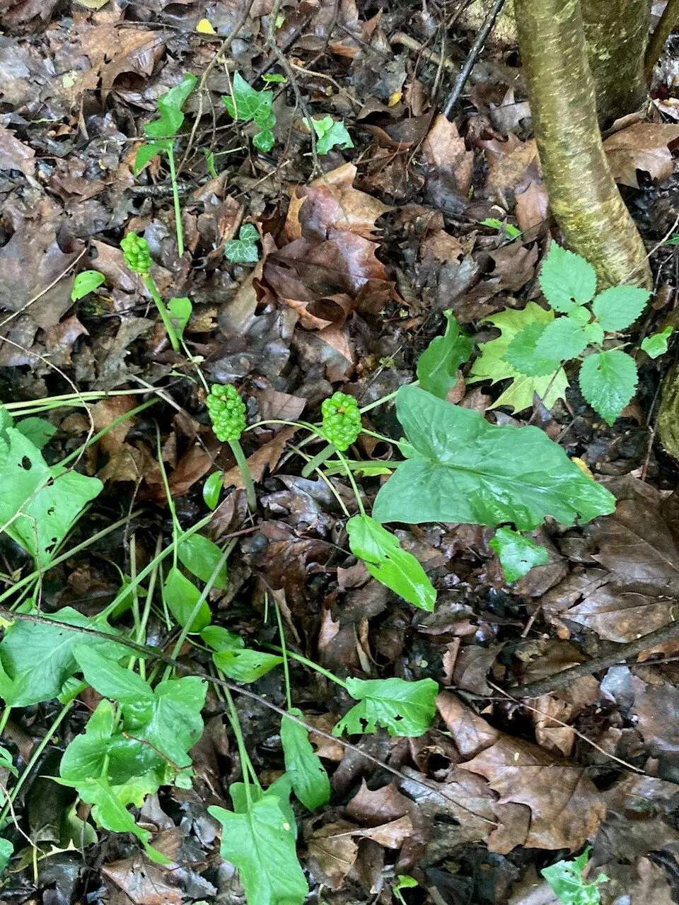 Aronstab | © DAV Lahr