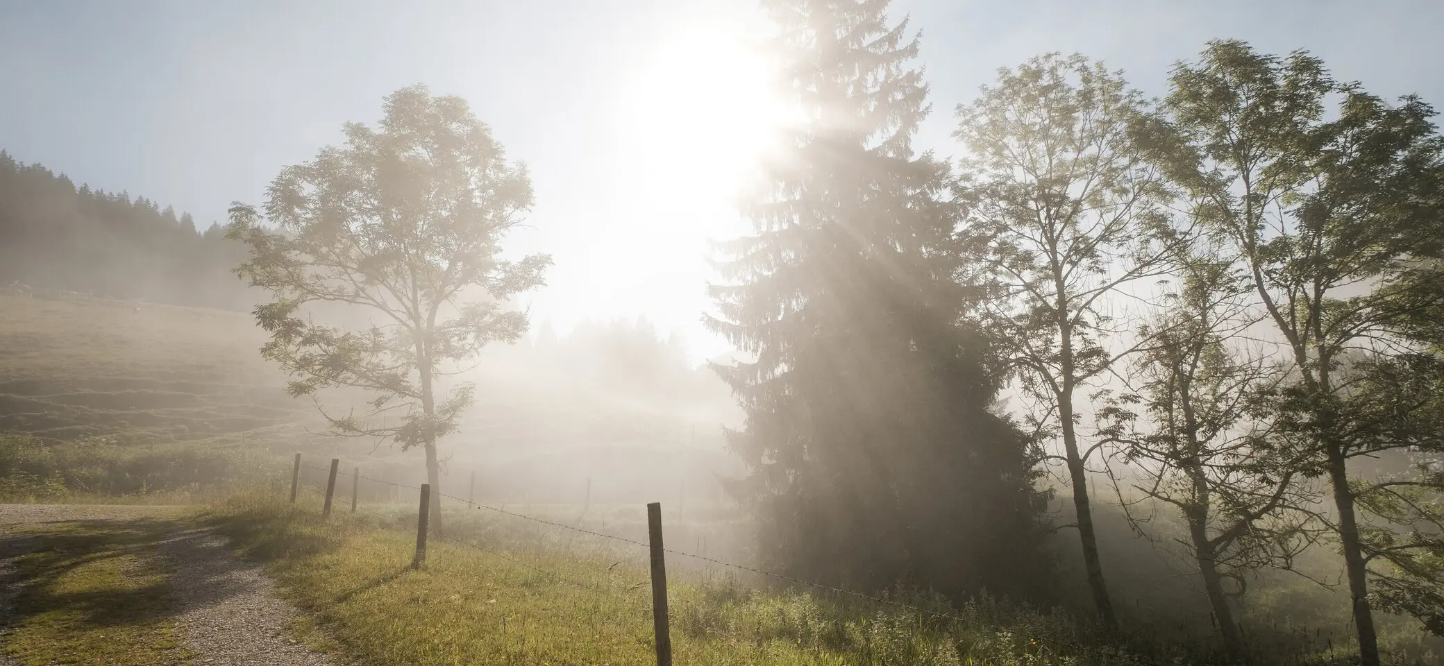 Bäume im Nebel, die ersten Sonnenstrahlen scheinen hindurch | © DAV/Hans Herbig